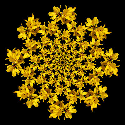 Spiral arrangement with eight arms containing 13 elements of Forsithia bloom in each arm