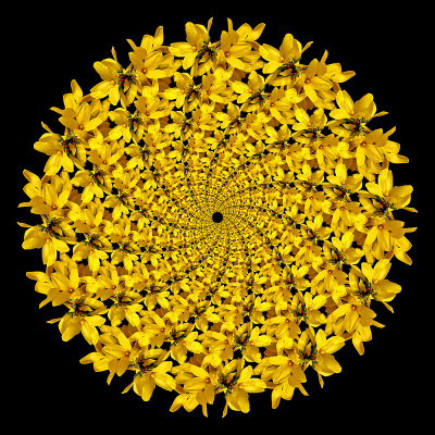 Spiral arrangement with twelve arms containing 13 elements of Forsithia bloom in each arm