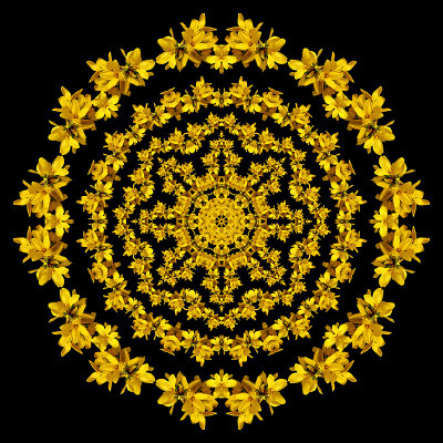 Evolved kaleidoscope created with bloom of Forsithia bush