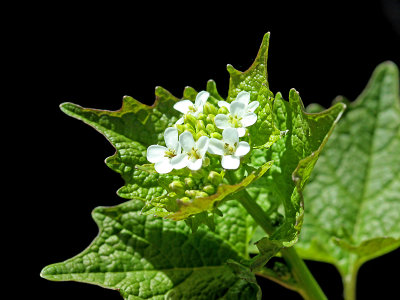 Small wild flower in early April