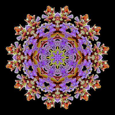 Kaleidoscope created with a small wild flower