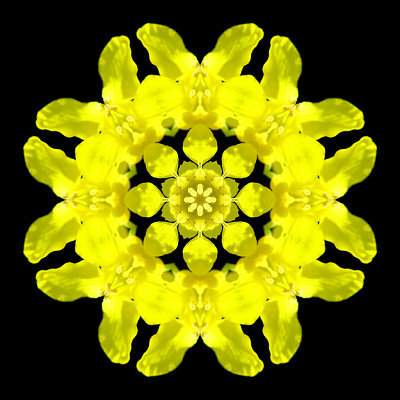 Kaleidoscope created with a flower of a rapeseed plant