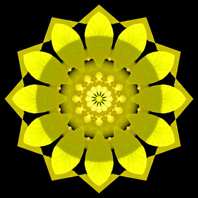 Kaleidoscope created with a flower of a rapeseed plant