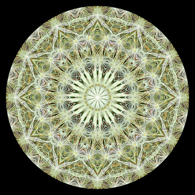 Kaleidoscope created with a dandelion in its second bloom