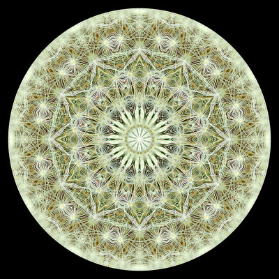 Kaleidoscope created with a dandelion in its second bloom