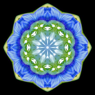 Kaleidoscope created with a small blue wild flower