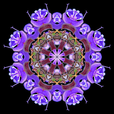 Kaleidoscope created with a wild flower seen in May