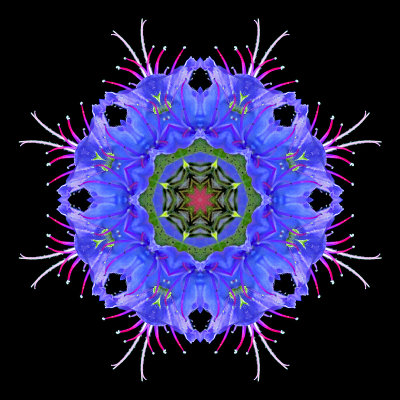 Kaleidoscope created with a wild flower seen in May