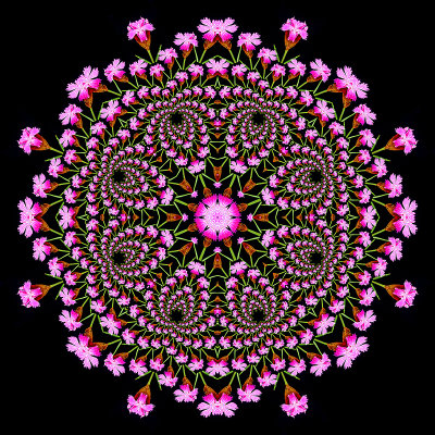 Evolved kaleidoscope created with a wild flower in May