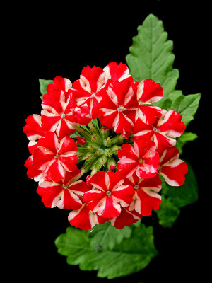 A flower seen in the garden in May - used to create arrangements and kaleidoscopic pictures