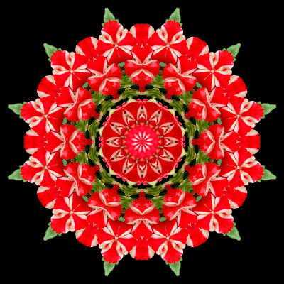 Kaleidoscope created with a flower seen in the garden in May