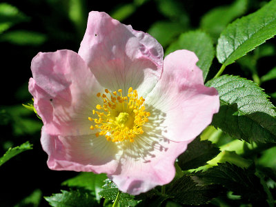 A wild rose (dog rose) seen next to my home -  Source of four kaleidoscopic pictures