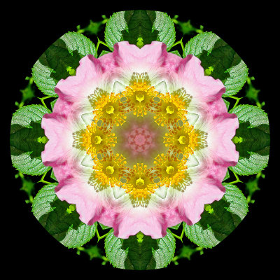  Kaleidoscopic picture created with a wild rose