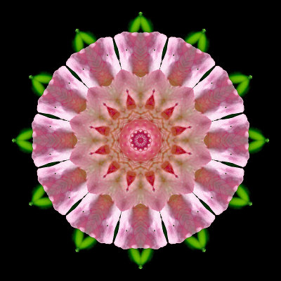 Kaleidoscopic picture created with a wild rose