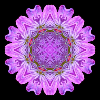 Kaleidoscopic picture created with a wild flower