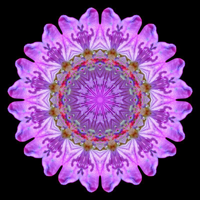 Kaleidoscopic picture created with a wild flower