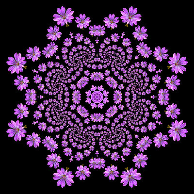 Evolved kaleidoscope created with a wild flower seen next to my home