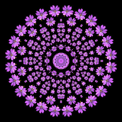 Evolved kaleidoscope created with a wild flower seen next to my home