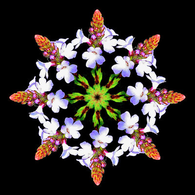 Round arrangement with eight copies of the small wild flower. This is NOT a kaleidoscope - just seven rotations by 45 degrees