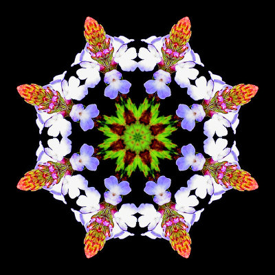 Kaleidoscope created with a small wild flower seen in the forest