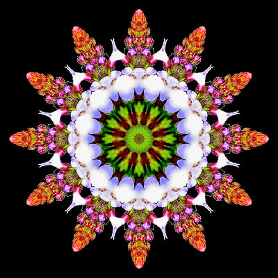 Kaleidoscope created with a small wild flower seen in the forest