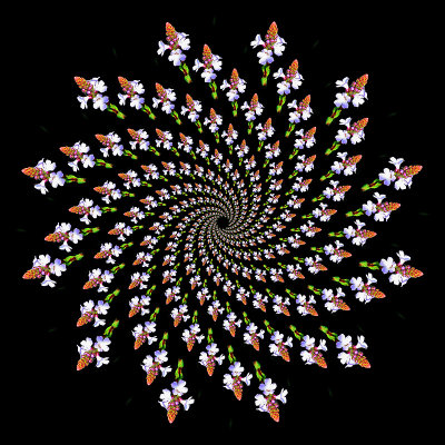 Spiral arrangement with 276 copies of a small wild flower. 12 arms with 23 flowers in each arm