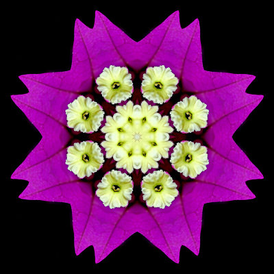 Kaleidoscope created with a flower seen in the garden