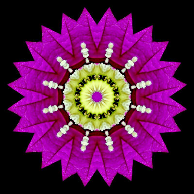 Kaleidoscope created with a flower seen in the garden