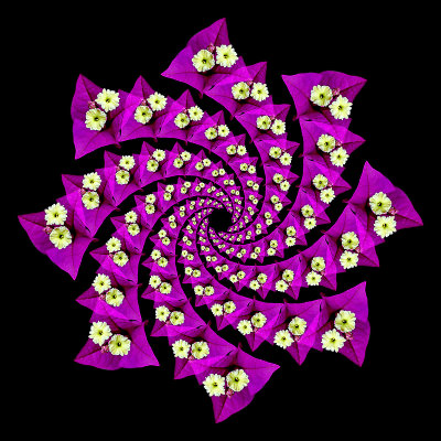 Spiral arrangement created with a flower seen in the garden