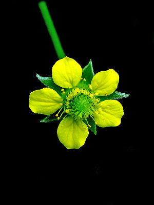 A small wild flower seen in the forest - used to create geometrical pictures