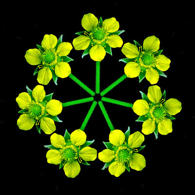 Composition with five copies of the same flower. Six rotations by 51.43