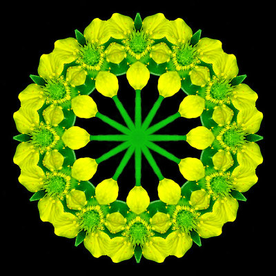 Kaleidoscope created with a wild flower seen in the forest