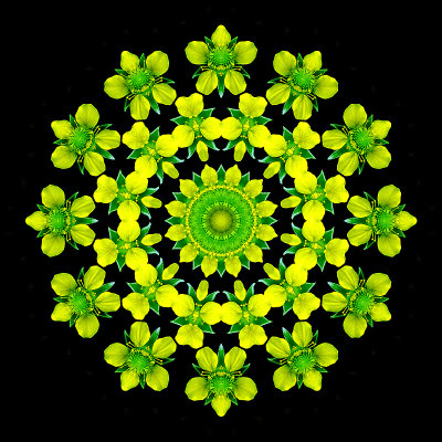 Kaleidoscope created with a wild flower seen in the forest
