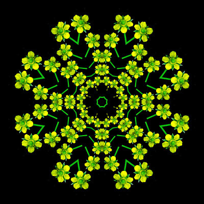 Evolved kaleidoscope created with a small wild flower in the forest