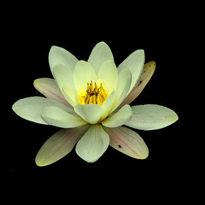 Water lily seen in June