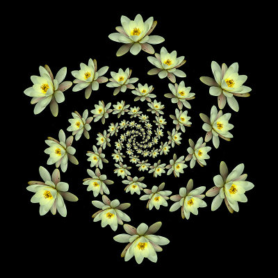 Spiral arrangement created with a water lily seen in June