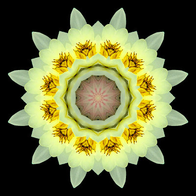 Kaleidoscope created with a water lily seen in June