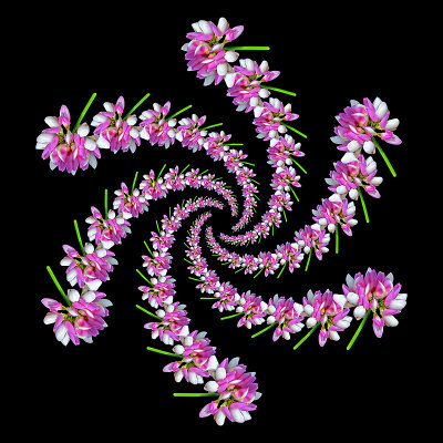 Spiral arrangement with a wild flower - six arms