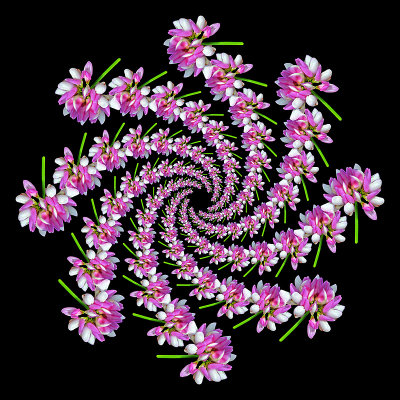Spiral arrangement with a wild flower - eight arms