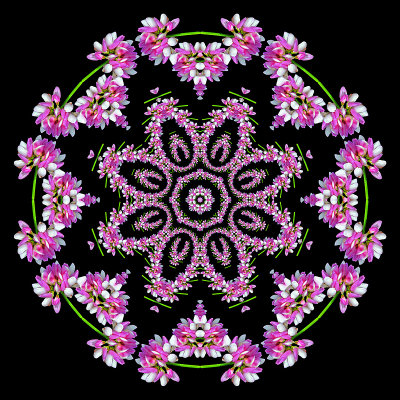 Evolved kaleidoscope created with a wild flower in June