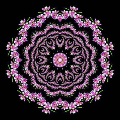 Evolved kaleidoscope created with a wild flower in June