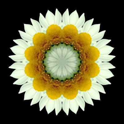 Kaleidoscopic picture created with a wild camilla flower