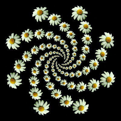 Spiral arrangement created with a wild camilla flower. Eight arms with 13 flowers in each arm