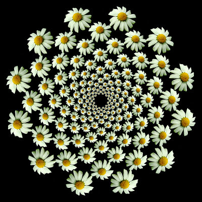 Spiral arrangement created with a wild camilla flower. Twelve arms with 13 flowers in each arm
