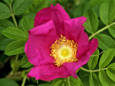 Basic picture to create some kaleidoscopic pictures. Dog Rose in June.