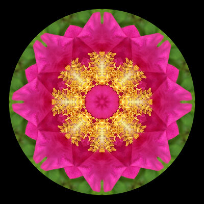 Kaleidoscopic creation with a Dog Rose in June