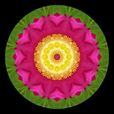 Kaleidoscopic creation with a Dog Rose in June
