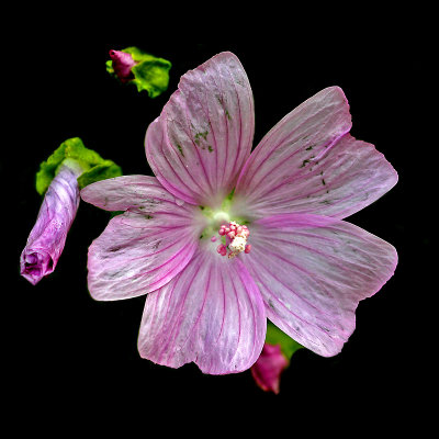 A flower in June - I used this picture to create some kaleidoscopes