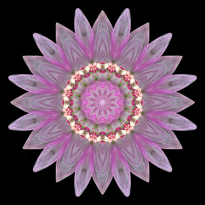 Kaleidoscope created with a flower in June