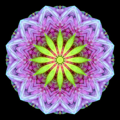 Kaleidoscope created with a small flower seen in June